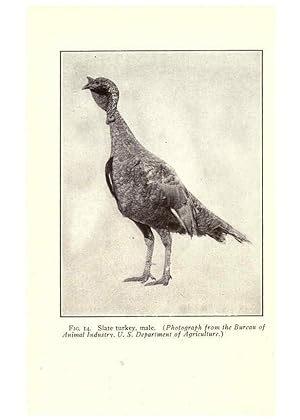 Seller image for Reproduccin/Reproduction 6005503398: Turkey raising New York,Orange Judd publishing company; [etc., etc.]1922 for sale by EL BOLETIN
