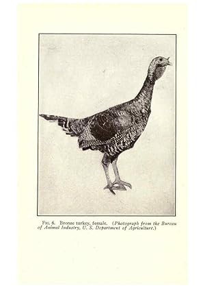 Seller image for Reproduccin/Reproduction 6005501230: Turkey raising New York,Orange Judd publishing company; [etc., etc.]1922 for sale by EL BOLETIN