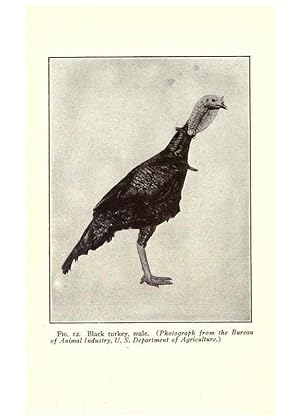 Seller image for Reproduccin/Reproduction 6004957595: Turkey raising New York,Orange Judd publishing company; [etc., etc.]1922 for sale by EL BOLETIN