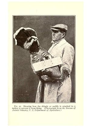 Seller image for Reproduccin/Reproduction 6004962327: Turkey raising New York,Orange Judd publishing company; [etc., etc.]1922 for sale by EL BOLETIN