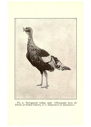 Seller image for Reproduccin/Reproduction 6005502002: Turkey raising New York,Orange Judd publishing company; [etc., etc.]1922 for sale by EL BOLETIN