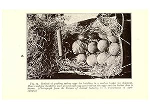 Bild des Verkufers fr Reproduccin/Reproduction 6004959645: Turkey raising New York,Orange Judd publishing company; [etc., etc.]1922 zum Verkauf von EL BOLETIN