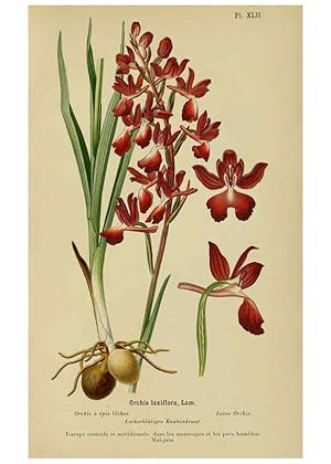 Image du vendeur pour Reproduccin/Reproduction 6012454252: Album des orchides de lEurope centrale et septentrionale Genve,Librairie Georg,1899 mis en vente par EL BOLETIN