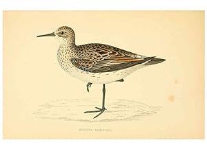 Seller image for Reproduccin/Reproduction 6008475197: A history of British birds. v.6 London,Groombridge and Sons,[1862?-1867?] for sale by EL BOLETIN