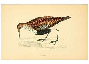 Bild des Verkufers fr Reproduccin/Reproduction 6009023424: A history of British birds. v.6 London,Groombridge and Sons,[1862?-1867?] zum Verkauf von EL BOLETIN