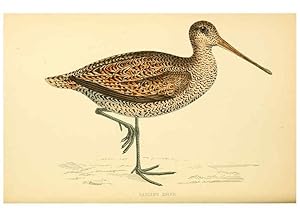 Seller image for Reproduccin/Reproduction 6009019526: A history of British birds. v.6 London,Groombridge and Sons,[1862?-1867?] for sale by EL BOLETIN