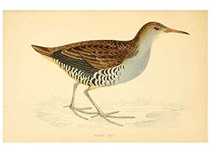 Bild des Verkufers fr Reproduccin/Reproduction 6008477889: A history of British birds. v.6 London,Groombridge and Sons,[1862?-1867?] zum Verkauf von EL BOLETIN