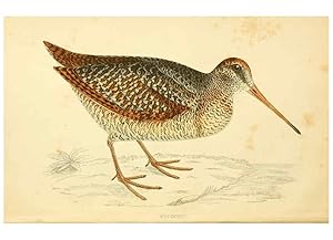 Bild des Verkufers fr Reproduccin/Reproduction 6008470981: A history of British birds. v.6 London,Groombridge and Sons,[1862?-1867?] zum Verkauf von EL BOLETIN