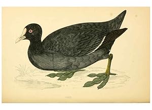 Imagen del vendedor de Reproduccin/Reproduction 6009026002: A history of British birds. v.6 London,Groombridge and Sons,[1862?-1867?] a la venta por EL BOLETIN