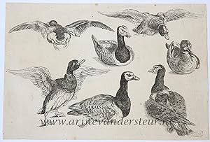 Antique print, etching | Seven ducks [set: Diversae avium species]/ Zeven eenden, published 1662,...