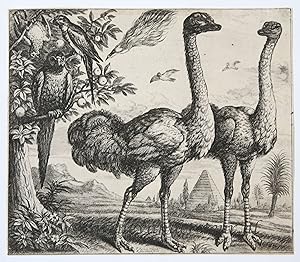 Antique print, etching | Two Ostriches [set: Diversae avium species], published 1662, 1 p.