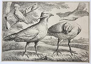 Antique print, etching | Bustards [set: Diversae avium species]/Ganzen, 1662, 1 p.