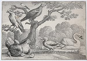 Antique print, etching | A brooding hen [set: Diversae avium species]/Broedende hen, 1662, 1 p.