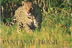 Pantanal Brasil - Colorfotos.