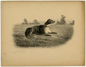 Antique Drawing-GREYHOUND-DOG-LANDSCAPE-Stark-ca. 1890