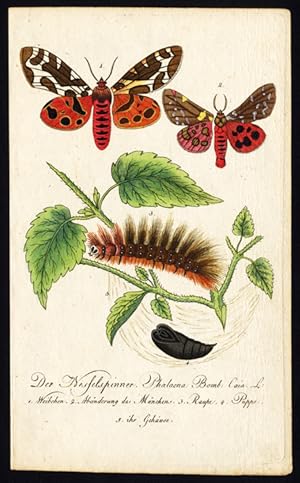 Antique Print-GARDEN TIGER MOTH-CATERPILLAR-PUPA-BUTTERFLY-Bechstein-1795