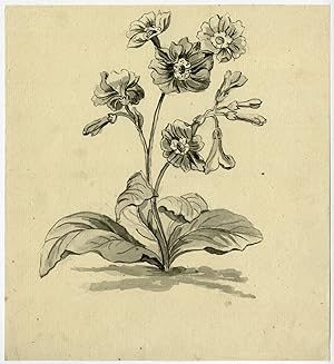 Antique Drawing-FLOWER-PRIMULA-PRIMROSE-Anonymous-ca. 1800