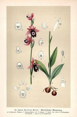 Seller image for Ophrys Bertolonii Moretti. for sale by Antiquariat Martin Barbian & Grund GbR