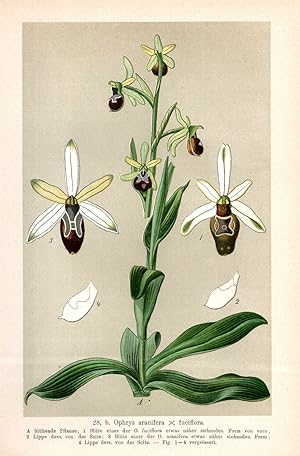 Seller image for Ophrys aranifera x fuciflora. for sale by Antiquariat Martin Barbian & Grund GbR