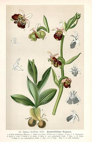 Seller image for Ophrys fuciflora Rehb. for sale by Antiquariat Martin Barbian & Grund GbR