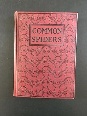Common Spiders