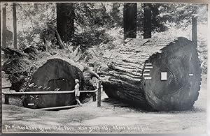 Seller image for Real Photo Post Card: "At Richardson Grove State Park, 1250 years old, 95,000 board feet" for sale by Barry Cassidy Rare Books