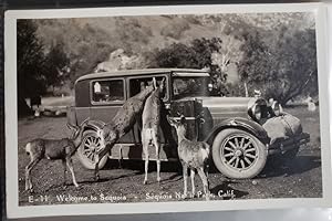Seller image for Real Photo Post Card: "E-11; Welcome to Sequoia - Sequoia Nat'l Park, Calif." for sale by Barry Cassidy Rare Books