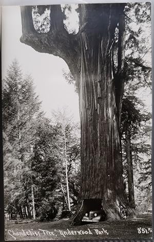 Seller image for Real Photo Post Card: "'Chandelier Tree,' Underwood Park." for sale by Barry Cassidy Rare Books