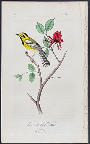 Seller image for Townsend's Wood-Warbler for sale by Trillium Antique Prints & Rare Books