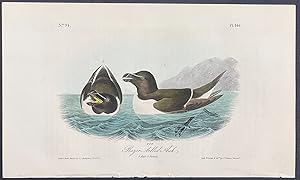 Razor-billed Auk