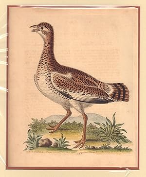 Otis minor. Canne-Petière. The field Duck.