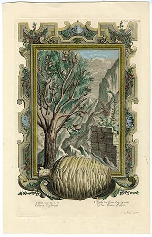 Antique Print-CEDER TREE-CONE-TAB.CCCCXVIII-Scheuchzer-c.1731