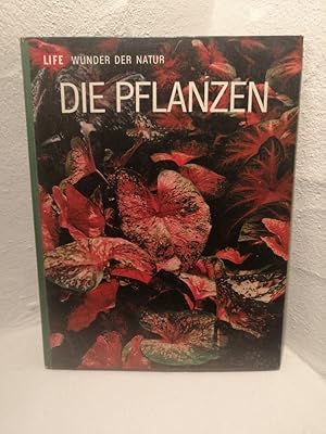 Die Pflanzen