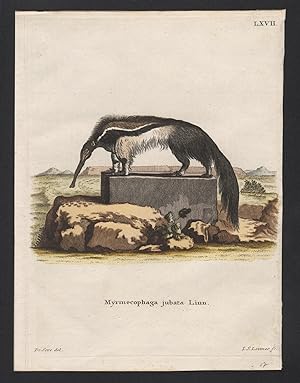 Imagen del vendedor de Myrmecophaga jubata Linn" - Giant anteater ant bear Groer Ameisenbr zoology Zoologie Tiere animals a la venta por Antiquariat Steffen Vlkel GmbH