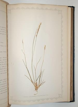 Image du vendeur pour Natural Illustrations of the British Grasses. mis en vente par Forest Books, ABA-ILAB