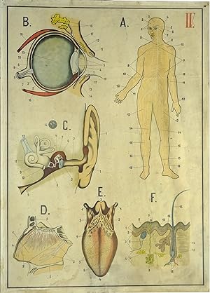 Schematische Darstellung des menschlichen Körpers. Tafel IV.