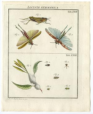 Antique Print-GRASSHOPPER-COLOUR WINGS-PEST-NETTLE-22/23-Rosel van Rosenhof-1765