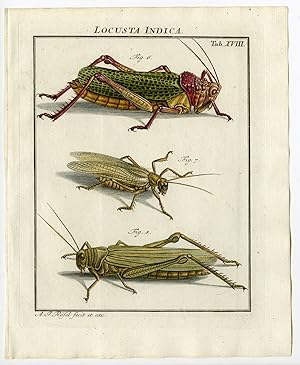 Antique Print-GRASSHOPPER-EXOTIC-ORTHOPTERA-18-Rosel van Rosenhof-1765