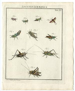 Antique Print-GRASSHOPPER-CRICKET-OVIPOSTOR-20-Rosel van Rosenhof-1765