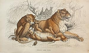 Löwin mit jungen Löwen "Felis Leo Fem."