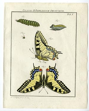 Antique Print-BUTTERFLY-OLD WORLD SWALLOWTAIL-TAB:I-Rosel von Rosenhof-1765