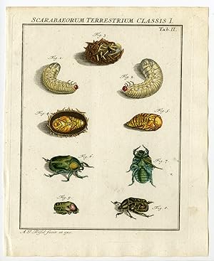 Antique Print-GREEN ROSE CHAFER-BEETLE-INSECTS-TAB: II-Rosel von Rosenhof-1765