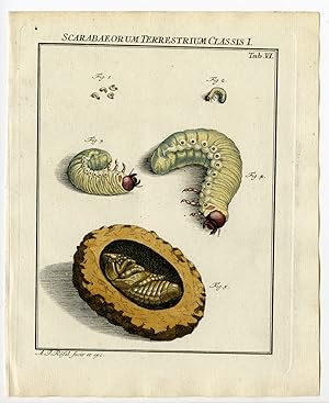 Antique Print-EUROPEAN RHINOCEROS BEETLE-TAB: VI-Rosel von Rosenhof-1765