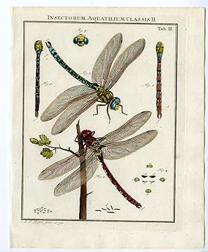 Antique Print-BLUE-RED-DRAGONFLY-INSECTS-TAB: II-Rosel von Rosenhof-1765