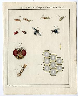 Antique Print-FLY SPECIES-DETAIL-INSECT-TAB: X-Rosel von Rosenhof-1765