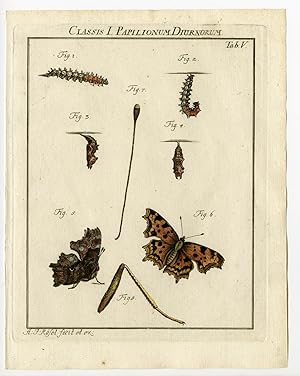 Antique Print-BUTTERFLY-SATYR COMMA-TAB:V-Rosel von Rosenhof-1765