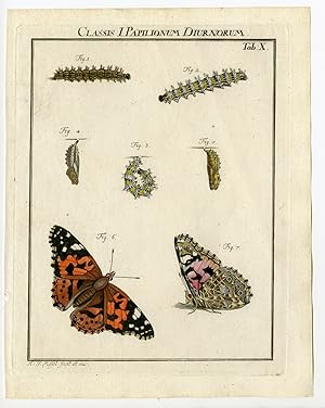 Antique Print-BUTTERFLY-PAINTED LADY-TAB:X-Rosel von Rosenhof-1765