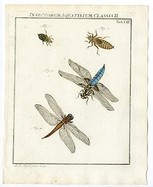 Antique Print-BROAD BODY CHASER-DRAGONFLY-TAB: VII-Rosel von Rosenhof-1765