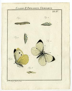 Antique Print-BUTTERFLY-CATAPILLAR-LARGE WHITE-TAB:IV-Rosel von Rosenhof-1765