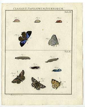 Antique Print-BUTTERFLY SPECIES-CATAPILLAR-TAB:IX-Rosel von Rosenhof-1765